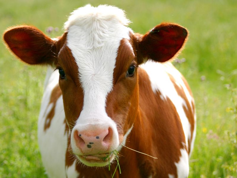 Germania-ferme de animale