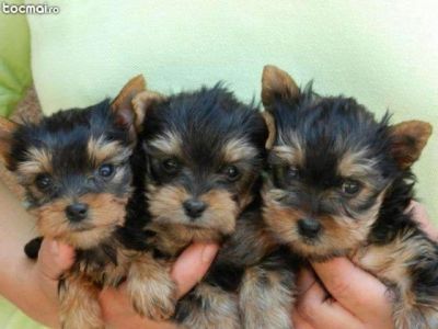 catei  yorkshire terrier!