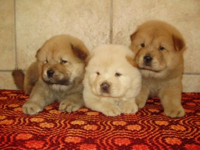 Chow-Chow toate culorile !!!