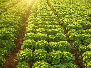 Muncitori in Agricultura Germania