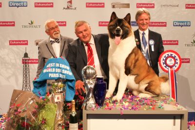 Pui Akita Amercian