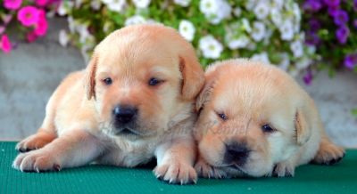 Pui Labrador Retriever Hidalgos Spirit