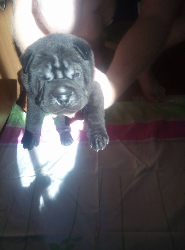 Shar-Pei cu pedigree, disponibili.