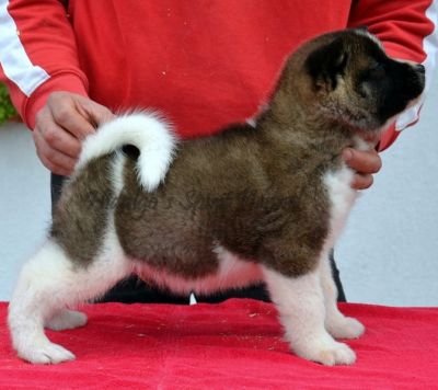 Pui Akita American