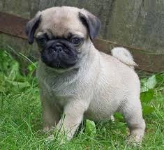 Puii de Mops adorabili