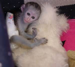 Emotionale maimuțe capucin inundate Disponibil pentru adoptare gratuit