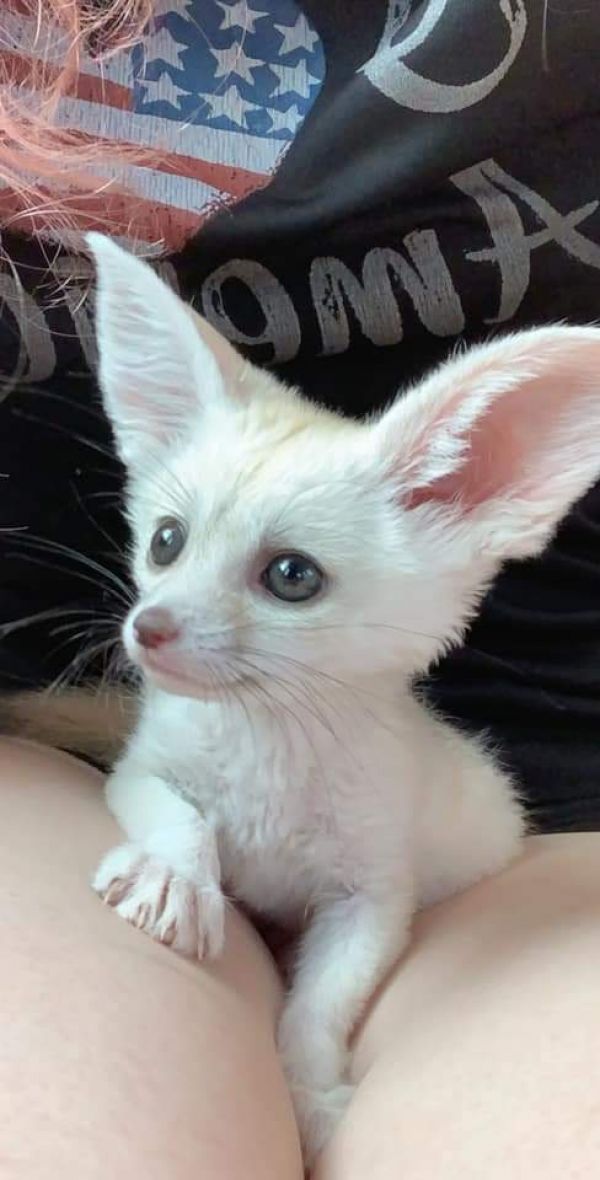 Vulpe Fennec 