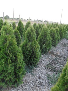 Vand tuia smaragd, brazi, arbusti ornamentali 