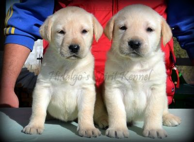 Pui Labrador Retriever Hidalgos Spirit