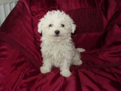 Bichon Bolognese !!!