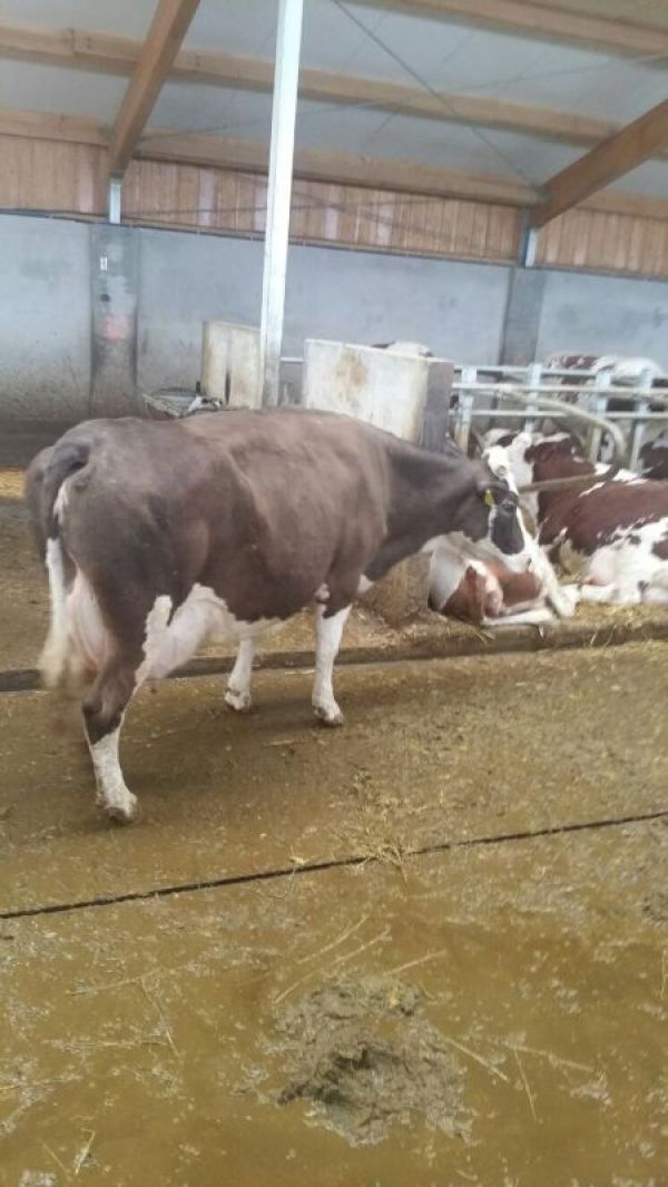 Vand 6 vaci brune de Austria gestante urgent