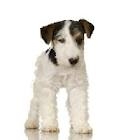 Canisa De Kabiria vinde pui fox terrier wire, 2 femele, din monta deosebita 