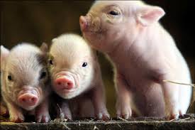 Muncitori in ferme de porci
