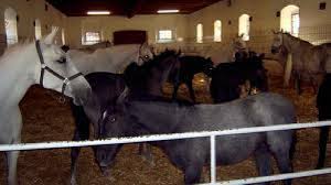 Urgent plecari la Ferme de Cai Germania