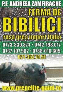 Vindem pui de bibilica si pui zburati
