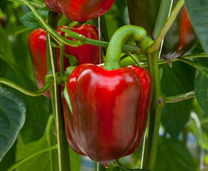Angajari agricultura, la ardei in Germania, 1500euro