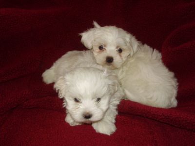 Vand catei Bichon Maltese !!!