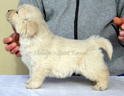 Pui Golden Retriever Hidalgos Spirit