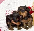 Yorkshire Terrier pui cadou gratuit pentru adoptarea  