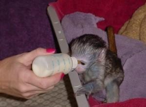 Pat maimuță capucină pentru adopție