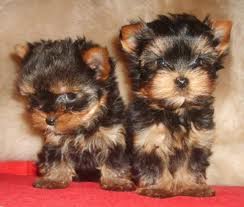 vand yorkshire terrier