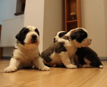 Vand Saint Bernard