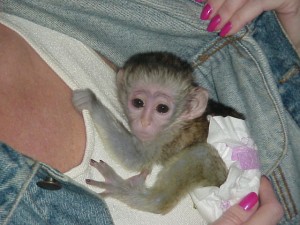    Minunată maimuță capucină minunată pentru adopție          