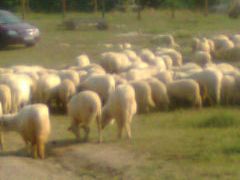 Vand 200 turcane,oachese, bucalai, cu miei langa ele.