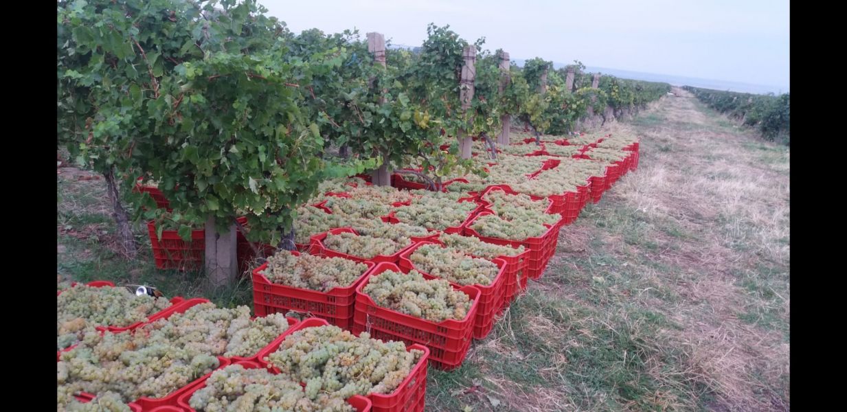 Struguri de Vin Premium  Productie 2025 - Calitate din Vrancea