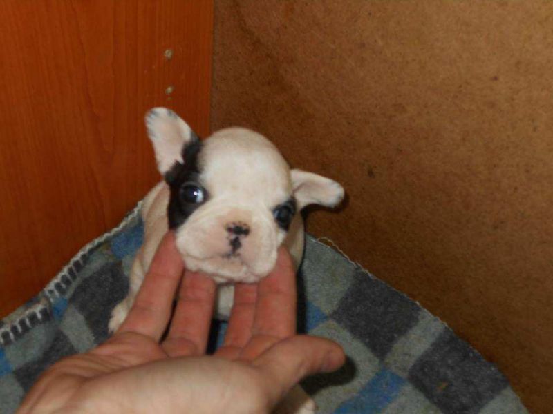 Bulldog Francez Rasa pura de Vanzare 