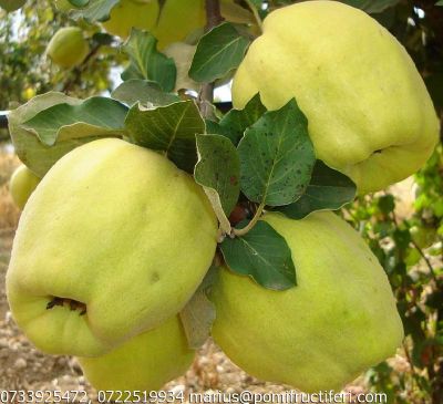 PEPINERA POMICOLA- VINDE POMI FRUCTIFERI ALTOITI CERTIFICATI AUTOHTONI ACLIMATIZATI PTR. CONDITIILE 