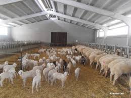 Muncitori in crescatorie de oi in Germania 1500 euro
