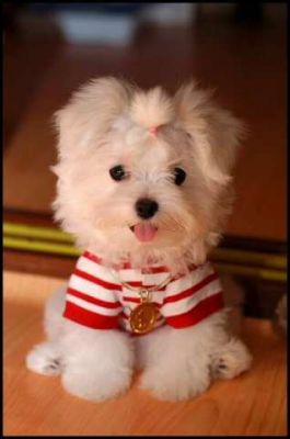 bichon maltez albi 700.ron