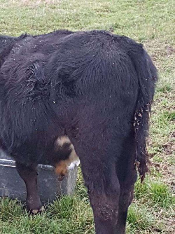 Vand vitei pentru carne in viu sau taiati.c
