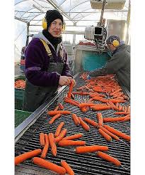 Angajator german cauta muncitori pentru sortat morcovi