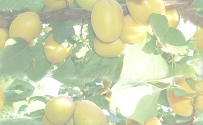 Pepiniera Pomicola - Comercializam pomi fructiferi altoiti certificati