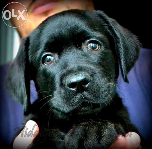 Labrador Auriu sau Negru cu pedigree tip A