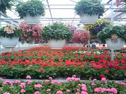 Sere de Flori in Germania 1400 euro