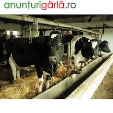 Ferma de animale Germania/1000 euro