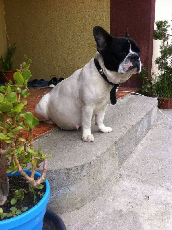 Pui bulldog francez de vanzare rasa pura Bucuresti