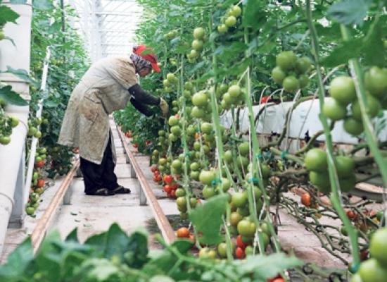 Fara selectie,cautam muncitori in agricultura
