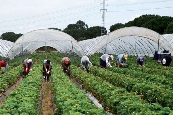 Muncitori in agricultura, Germania 1400-1600 Euro.