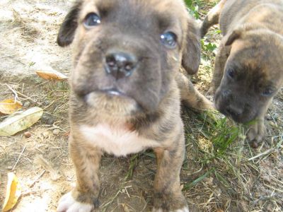 Boxer pui tigrat si negru(foarte frumosi)100%rasa pura