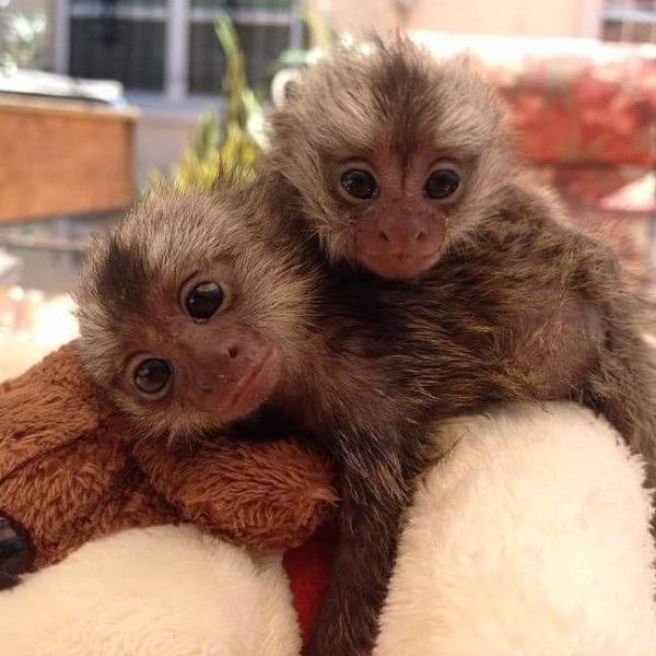 Maimuțe marmoset superbe gata pentru o nouă casă