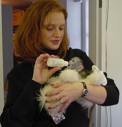 Minunat UKC maimuțe capucin înregistrate pentru adoptare   