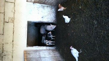 Vand 2 porci vietnamez masculi