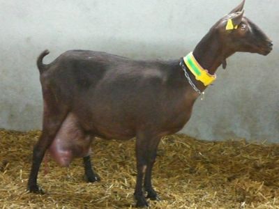 Vand 500capre murciano granadina,