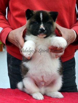 Pui Akita American