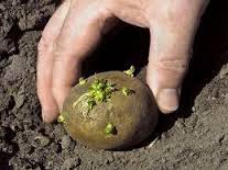 Muncitori in agricultura in Germania 1400 euro