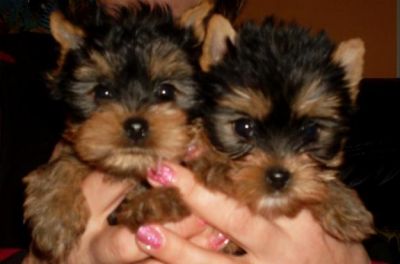 Catei Yorkshire terrier de 8 saptamini ,